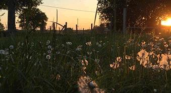 Abendstimmung Altmark